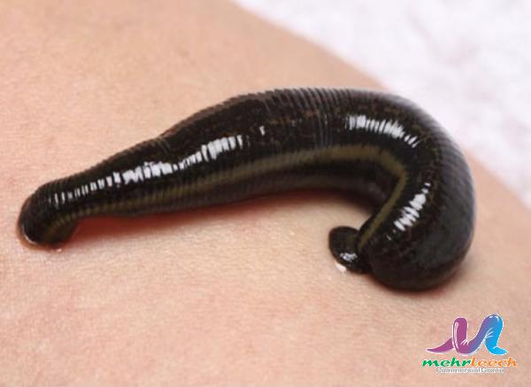 The best leech Wholesale price