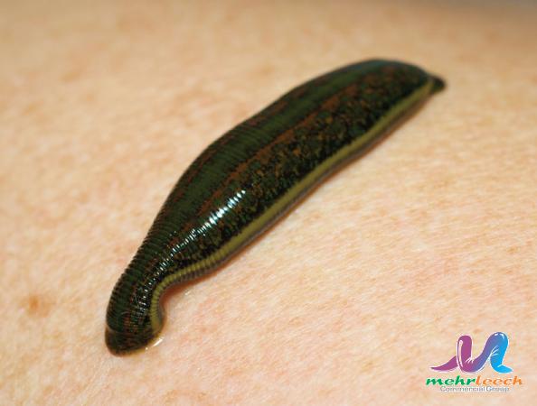 World class leech Wholesale Supplier