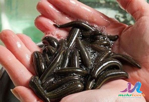 What happens to leeches after leech therapy?