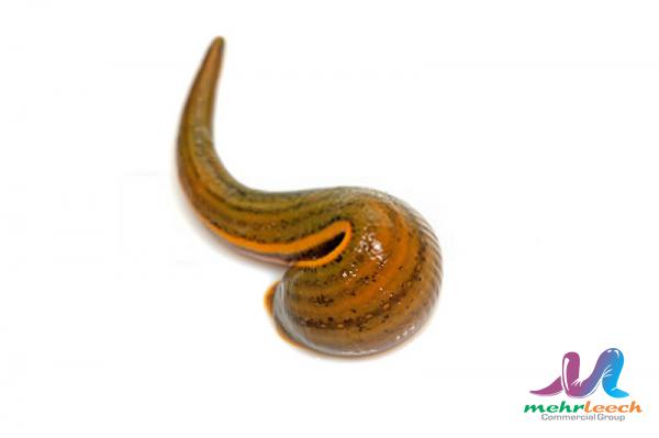 Premium leech Wholesale Market