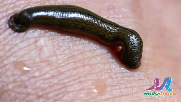 How much blood does a leech take?