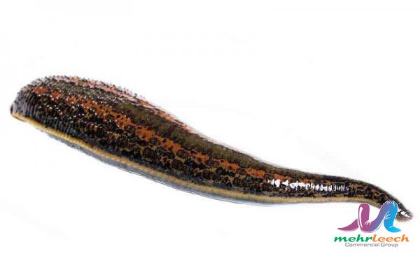 How long does leech therapy last?