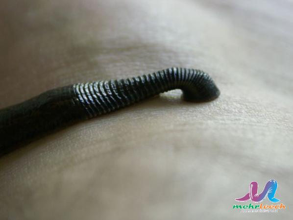 Are Leeches good for arthritis?