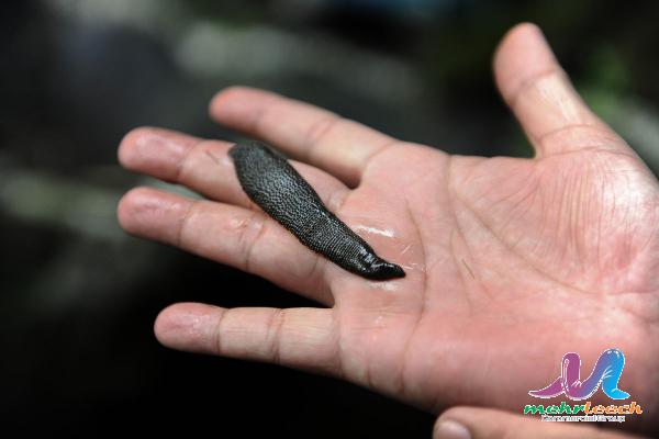 What were leeches used for in medieval times?