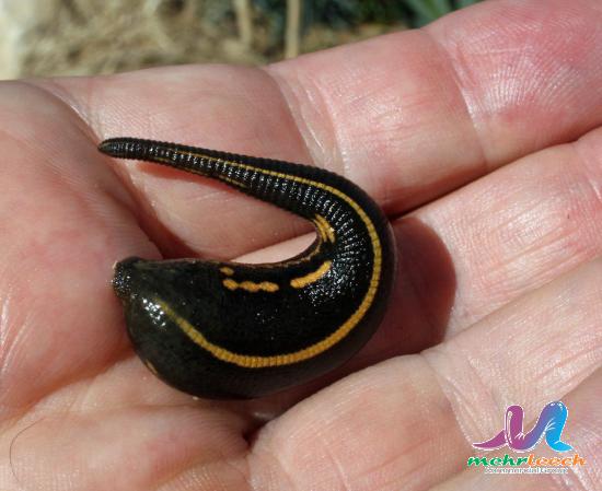 What happens to leeches after leech therapy?