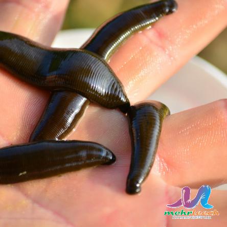 What happens if you cut a leech in half?