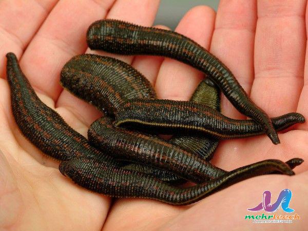 High grade leech therapy international merchandise trade