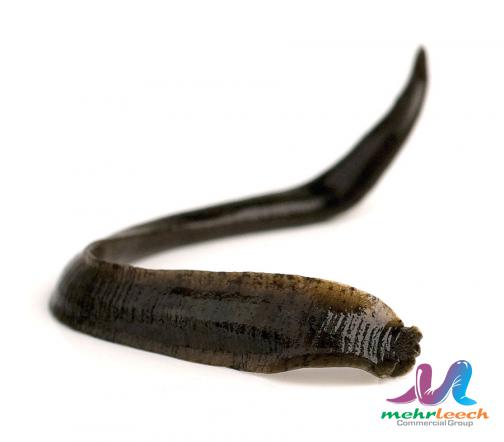 Superb leech therapy business growth