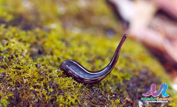 Bulk production of Superb leech