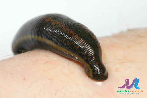 Highest quality leech for Sale