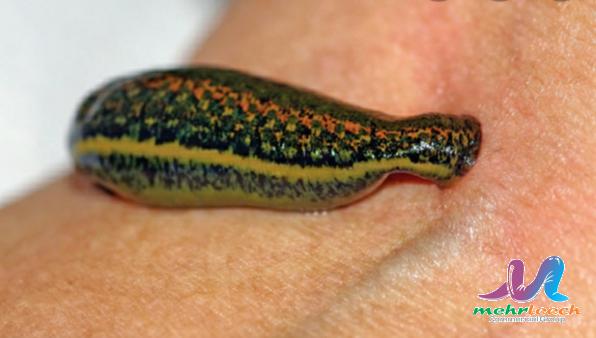 Do leeches die after feeding?