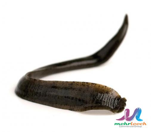 Superb leech market value in 2021