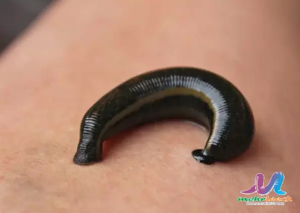 Superb leech global market