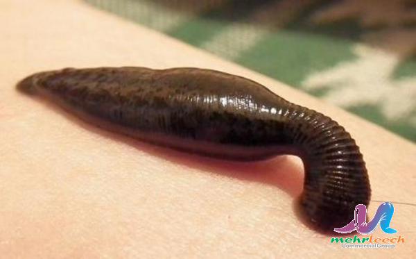 Leech Distribution centers in bulk