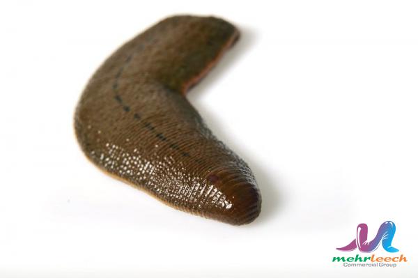 Market value of leech therapy in 2021