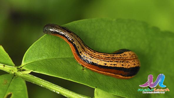 Bulk production of Premium leech in 2021