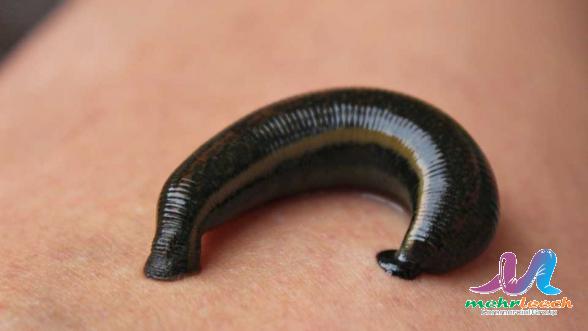 Do leeches die after feeding?