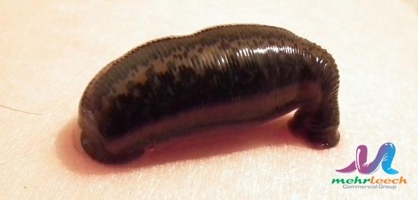 Leech market growth rate in 2021