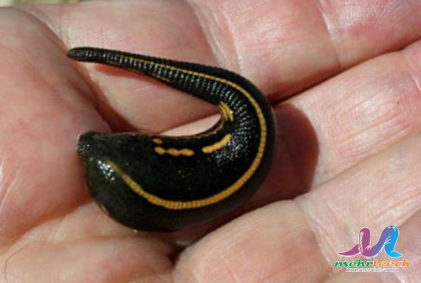 Domestic demand for leech therapy