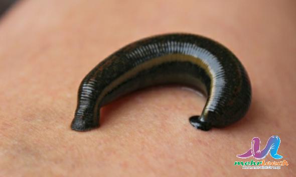 How long will a leech stay attached?