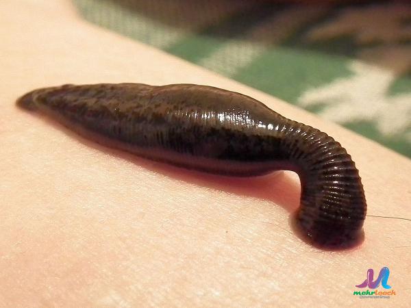  Small Brown Leeches for Exporting