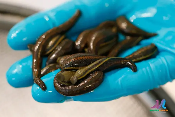 Treating High Blood Pressure with Leeches