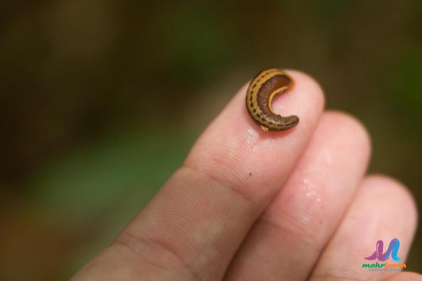 How Do You Know If Its a Worm or a Leech?