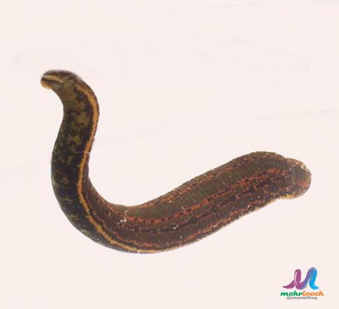 Small Freshwater Leeches for Selling