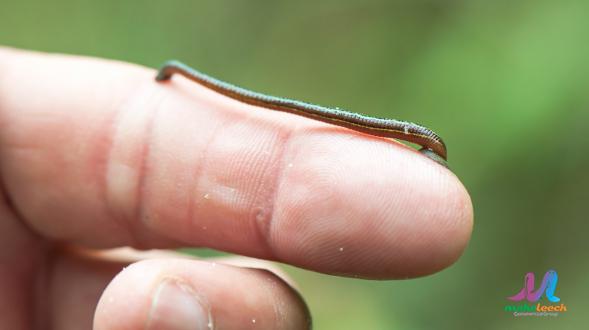 Is a Leech Bite Good for You?