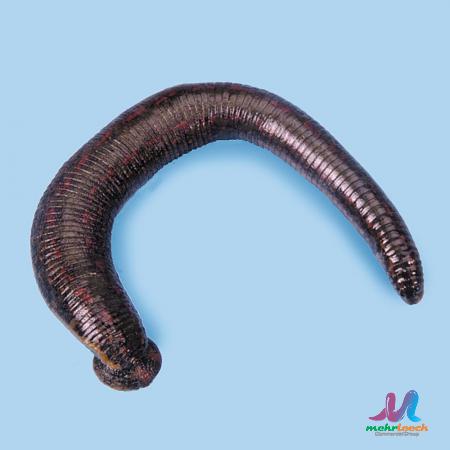 Suitable Price of Medical Grade Leeches at the Market