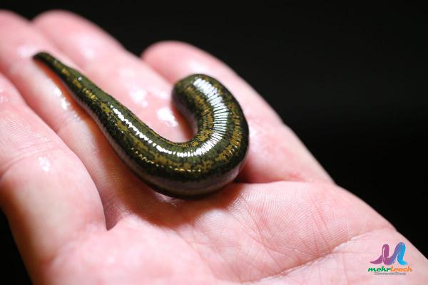 Small Brown Leeches Premium Suppliers
