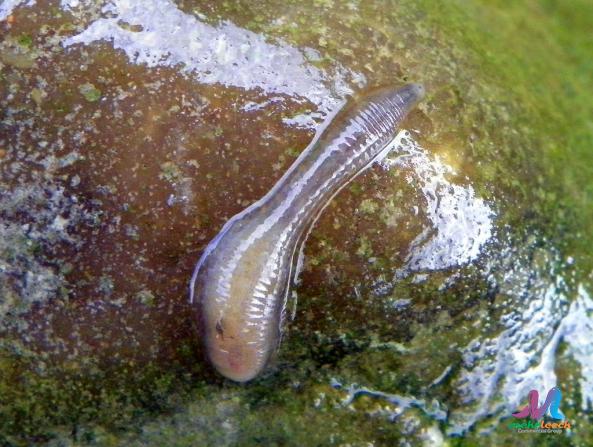 Treating Ear and Hearing Problems with Leeches