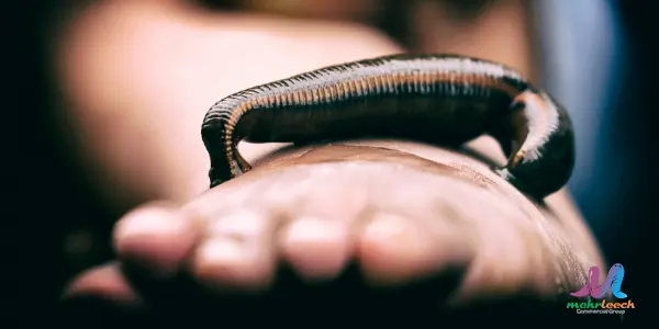 Tiny Black Leeches Best Sellers 